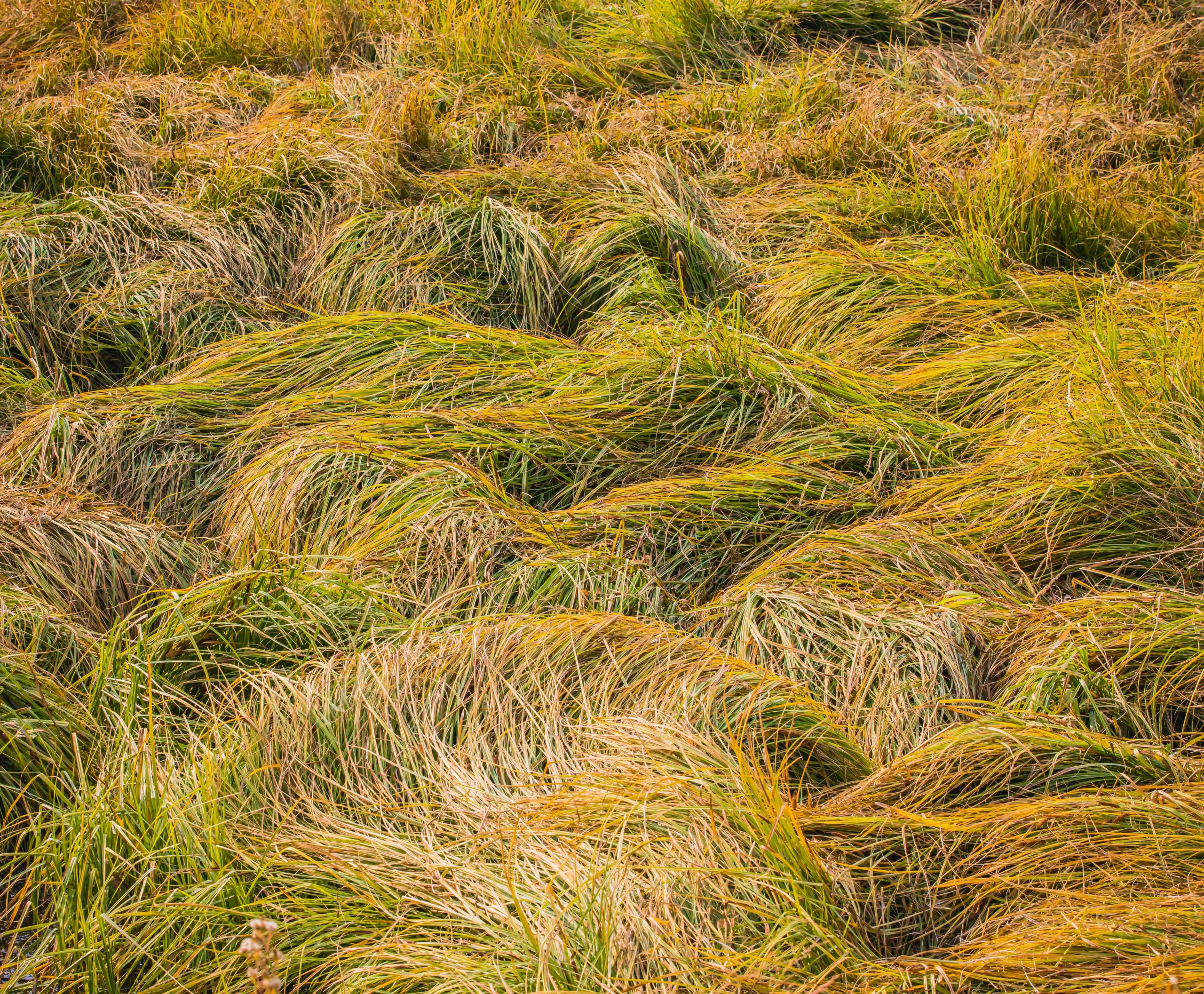Why US Turmoil is Drying Out the Grass - PlayMas.Today